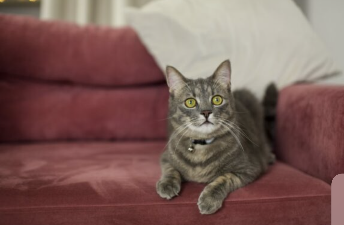 Come togliere la pipì del tuo animale domestico dal divano