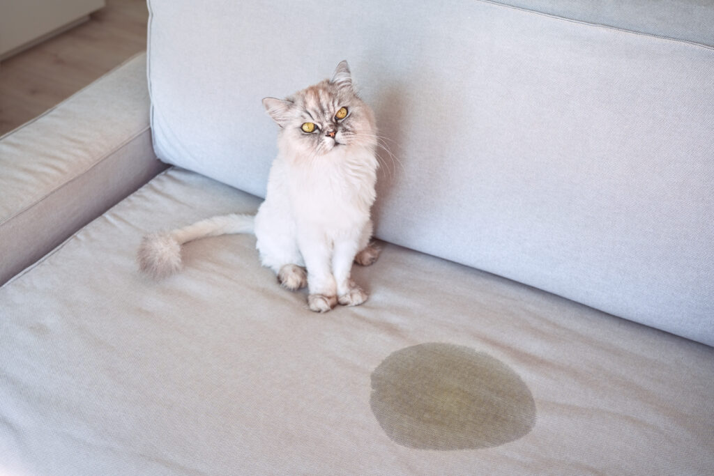 togliere odore pipì gatto divano