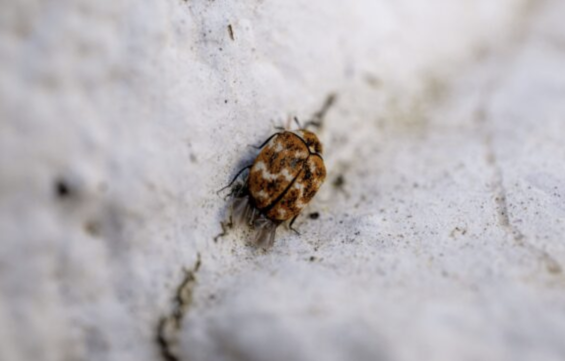 come pulire il materasso dagli acari